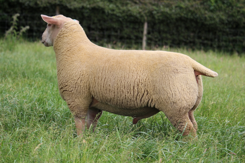 Edstaston Panacea Lot 231